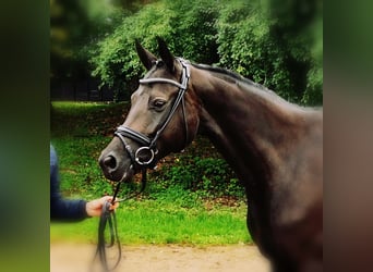 Österreichisches Warmblut, Stute, 8 Jahre, 172 cm, Schwarzbrauner