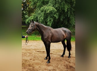 Österreichisches Warmblut, Stute, 8 Jahre, 172 cm, Schwarzbrauner