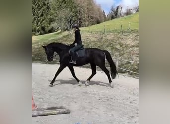 Österreichisches Warmblut, Stute, 8 Jahre, 174 cm, Rappe