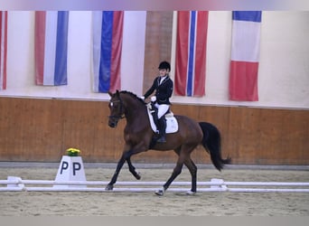 Österreichisches Warmblut, Stute, 8 Jahre, 175 cm, Brauner
