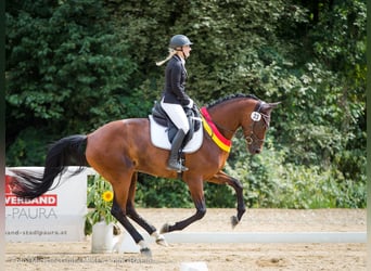 Österreichisches Warmblut, Stute, 8 Jahre, 175 cm, Brauner