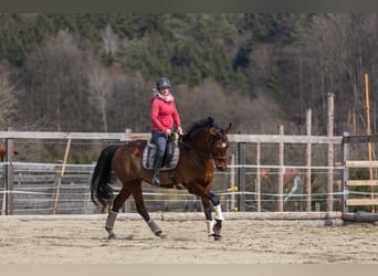 Österreichisches Warmblut, Stute, 8 Jahre, 175 cm, Brauner