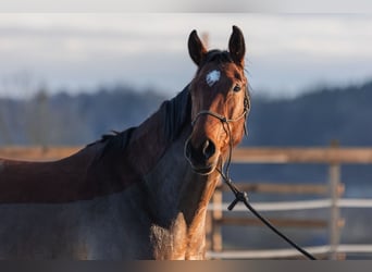 Österreichisches Warmblut, Stute, 8 Jahre, 175 cm, Brauner
