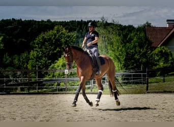 Österreichisches Warmblut, Stute, 8 Jahre, 175 cm, Brauner