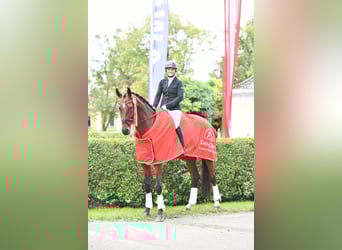 Österreichisches Warmblut, Stute, 8 Jahre, 175 cm, Brauner