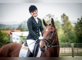 Österreichisches Warmblut, Stute, 8 Jahre, 175 cm, Brauner