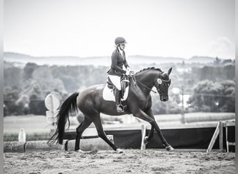 Österreichisches Warmblut, Stute, 8 Jahre, 175 cm, Brauner