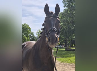Österreichisches Warmblut, Stute, 8 Jahre