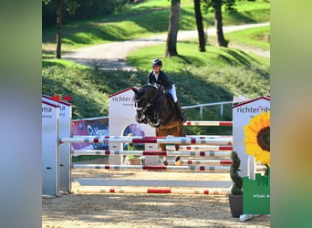Österreichisches Warmblut, Stute, 9 Jahre, 162 cm, Dunkelbrauner