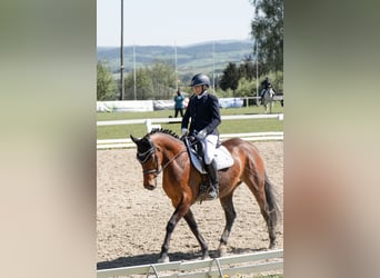 Österreichisches Warmblut, Stute, 9 Jahre, 163 cm, Brauner