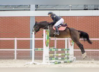 Österreichisches Warmblut, Stute, 9 Jahre, 165 cm, Rotbrauner