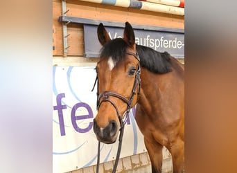 Österreichisches Warmblut, Stute, 9 Jahre, 167 cm, Brauner