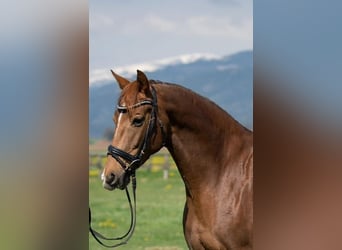 Österreichisches Warmblut, Stute, 9 Jahre, 168 cm, Fuchs
