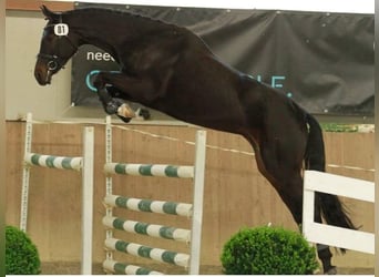 Österreichisches Warmblut, Stute, 9 Jahre, 170 cm, Schwarzbrauner