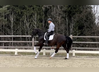 Österreichisches Warmblut, Stute, 9 Jahre, 172 cm, Rappe