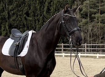 Österreichisches Warmblut, Stute, 9 Jahre, 172 cm, Rappe