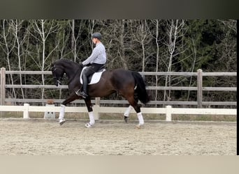 Österreichisches Warmblut, Stute, 9 Jahre, 172 cm, Rappe