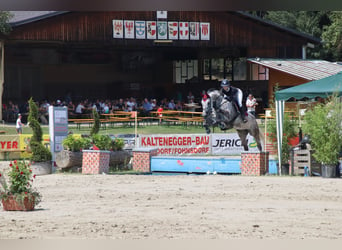 Österreichisches Warmblut, Stute, 9 Jahre, 173 cm, Schimmel