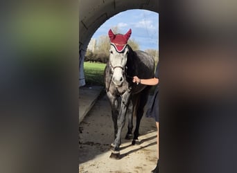 Österreichisches Warmblut, Stute, 9 Jahre, 177 cm, Schimmel
