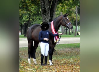 Österreichisches Warmblut, Stute, 9 Jahre, 180 cm, Brauner
