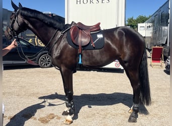 Österreichisches Warmblut, Stute, 9 Jahre, Dunkelbrauner