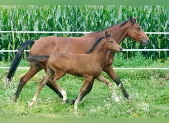 Österreichisches Warmblut, Stute, Fohlen (05/2025), 167 cm, Brauner