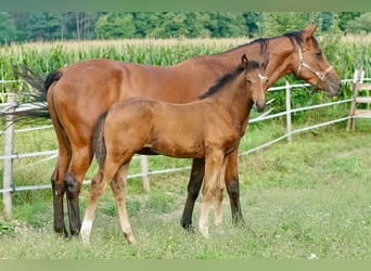 Österreichisches Warmblut, Stute, Fohlen (05/2025), 167 cm, Brauner
