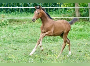 Österreichisches Warmblut, Stute, Fohlen (05/2025), 167 cm, Brauner