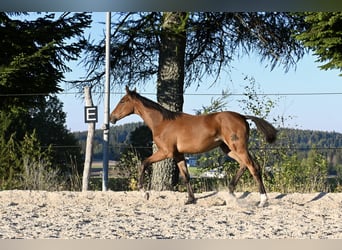 Österreichisches Warmblut, Stute, Fohlen (04/2026), 168 cm, Brauner