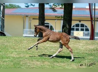 Österreichisches Warmblut, Stute, Fohlen (05/2025), 168 cm, Kann Schimmel werden