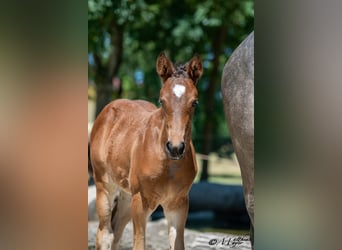 Österreichisches Warmblut, Stute, Fohlen (05/2025), 168 cm, Kann Schimmel werden