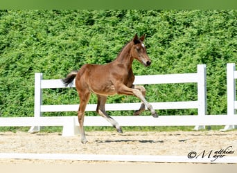 Österreichisches Warmblut, Stute, Fohlen (05/2025), 168 cm, Kann Schimmel werden