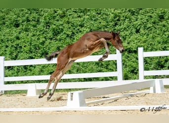 Österreichisches Warmblut, Stute, Fohlen (05/2025), 168 cm, Kann Schimmel werden