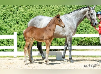 Österreichisches Warmblut, Stute, Fohlen (05/2025), 168 cm, Kann Schimmel werden