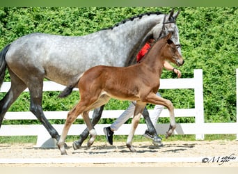 Österreichisches Warmblut, Stute, Fohlen (05/2025), 168 cm, Kann Schimmel werden