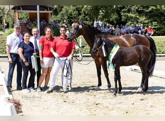 Österreichisches Warmblut, Stute, Fohlen (04/2025), 168 cm, Rappe