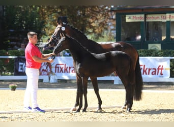 Österreichisches Warmblut, Stute, Fohlen (04/2025), 168 cm, Rappe