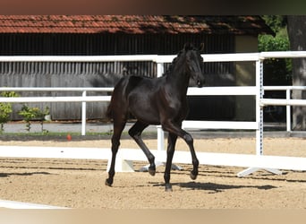 Österreichisches Warmblut, Stute, Fohlen (04/2025), 168 cm, Rappe