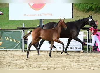 Österreichisches Warmblut, Stute, Fohlen (05/2026), 170 cm, Brauner