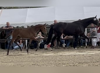 Österreichisches Warmblut, Stute, Fohlen (05/2026), 170 cm, Brauner
