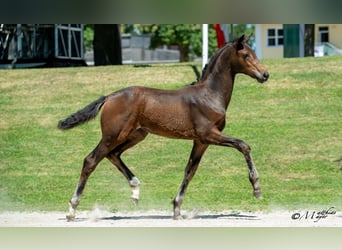 Österreichisches Warmblut, Stute, Fohlen (03/2025), 170 cm, Dunkelbrauner