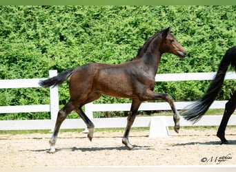 Österreichisches Warmblut, Stute, Fohlen (03/2025), 170 cm, Dunkelbrauner