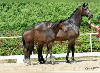 Österreichisches Warmblut, Stute, Fohlen (03/2025), 170 cm, Dunkelbrauner