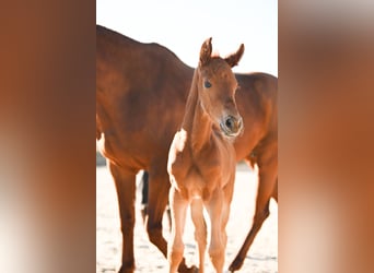Österreichisches Warmblut, Stute, , 170 cm, Dunkelfuchs