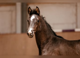 Österreichisches Warmblut, Stute, Fohlen (01/2026), 170 cm, Rappe