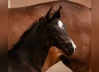 Österreichisches Warmblut, Stute, Fohlen (01/2026), 170 cm, Rappe