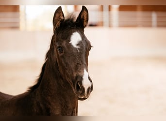 Österreichisches Warmblut, Stute, Fohlen (01/2026), 170 cm, Rappe