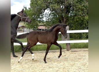 Österreichisches Warmblut, Stute, , 172 cm, Dunkelbrauner
