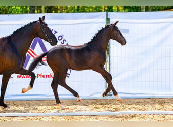 Österreichisches Warmblut, Stute, Fohlen (03/2026), 172 cm, Rappschimmel
