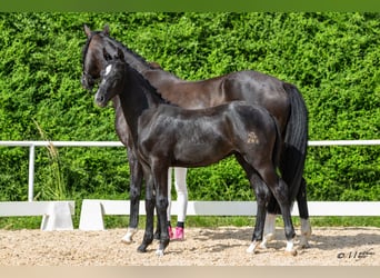 Österreichisches Warmblut, Stute, Fohlen (03/2026), 172 cm, Rappschimmel